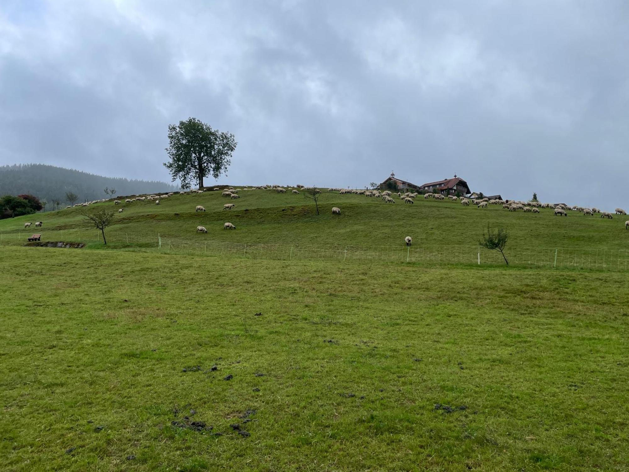 Am Baumgarten Baiersbronn Esterno foto